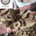 木香广木香统货木香保庆药业批发过筛货木香