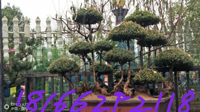 红芽细叶赤楠百年古桩天然舍利镂空