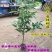 香樟树苗庭院绿化龙脑香樟树苗驱蚊树乌樟驱蚊常绿树种