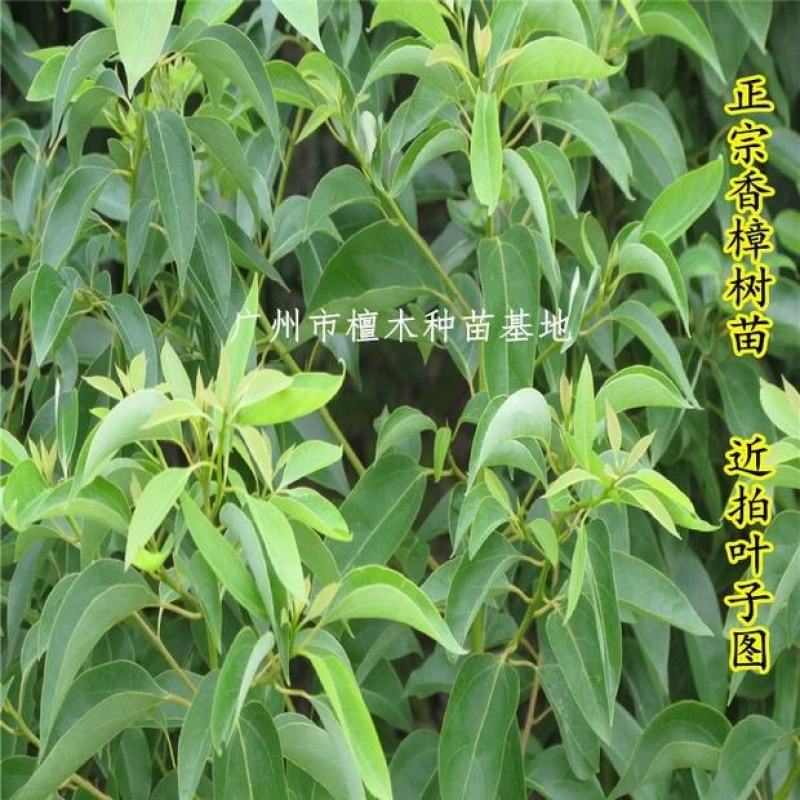 香樟树苗庭院绿化龙脑香樟树苗驱蚊树乌樟驱蚊常绿树种
