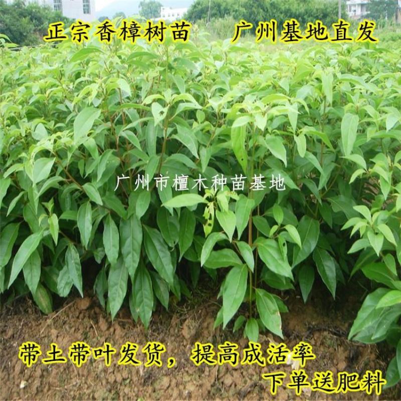 香樟树苗庭院绿化龙脑香樟树苗驱蚊树乌樟驱蚊常绿树种