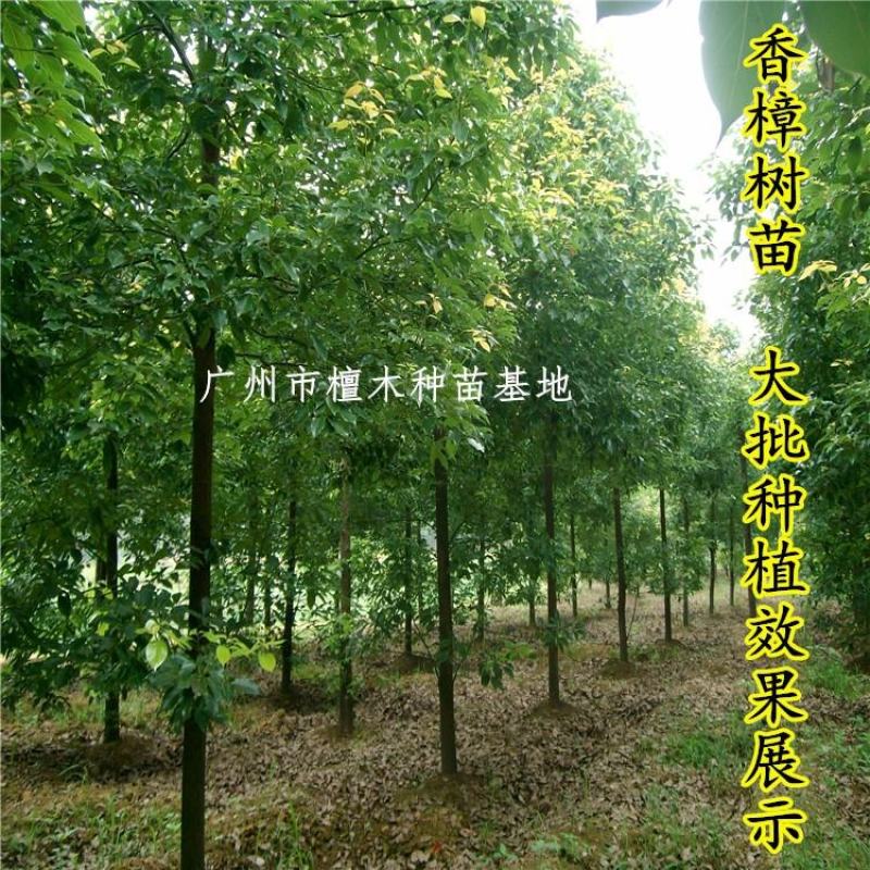 香樟树苗庭院绿化龙脑香樟树苗驱蚊树乌樟驱蚊常绿树种