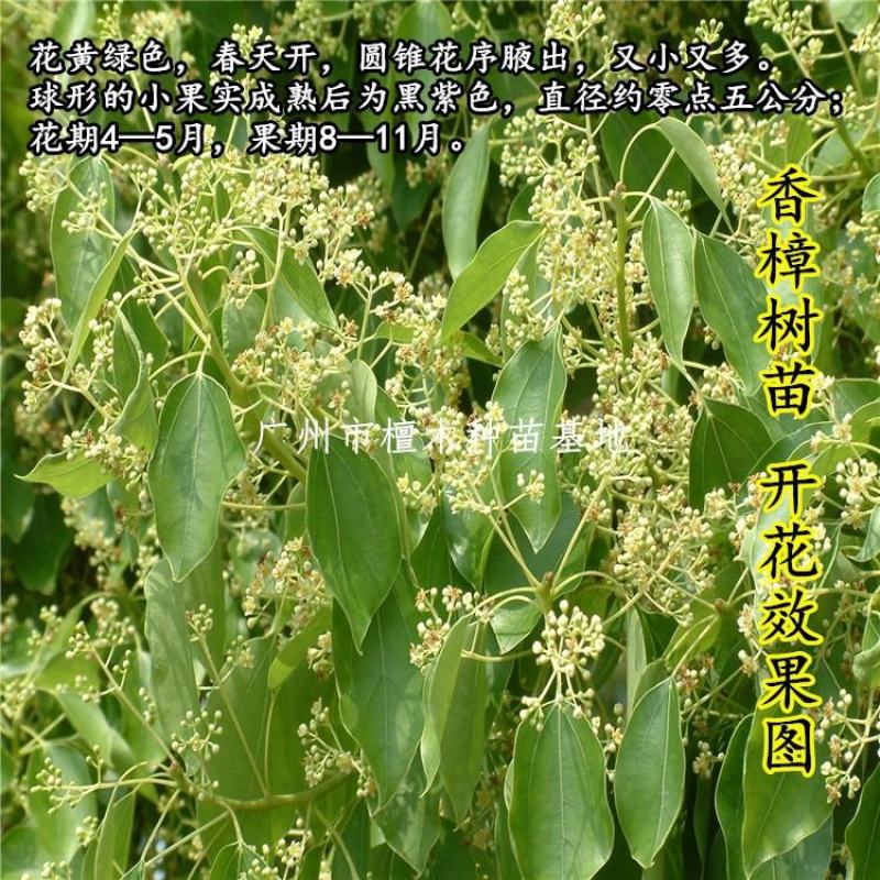 香樟树苗庭院绿化龙脑香樟树苗驱蚊树乌樟驱蚊常绿树种