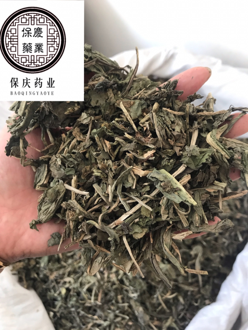 大青叶保庆药业批发大青叶实物拍摄大青叶