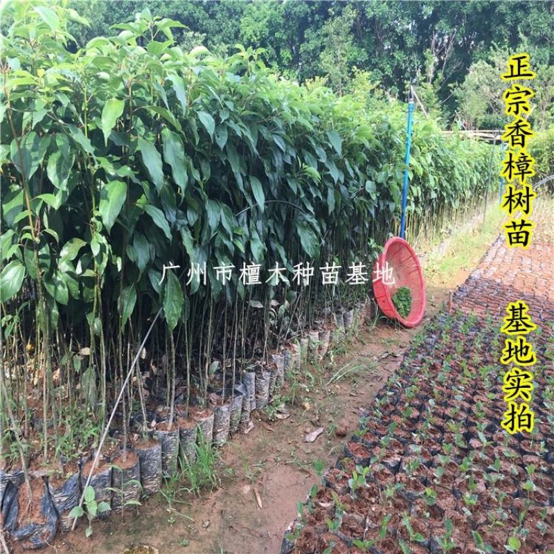 香樟树苗庭院绿化龙脑香樟树苗驱蚊树乌樟驱蚊常绿树种