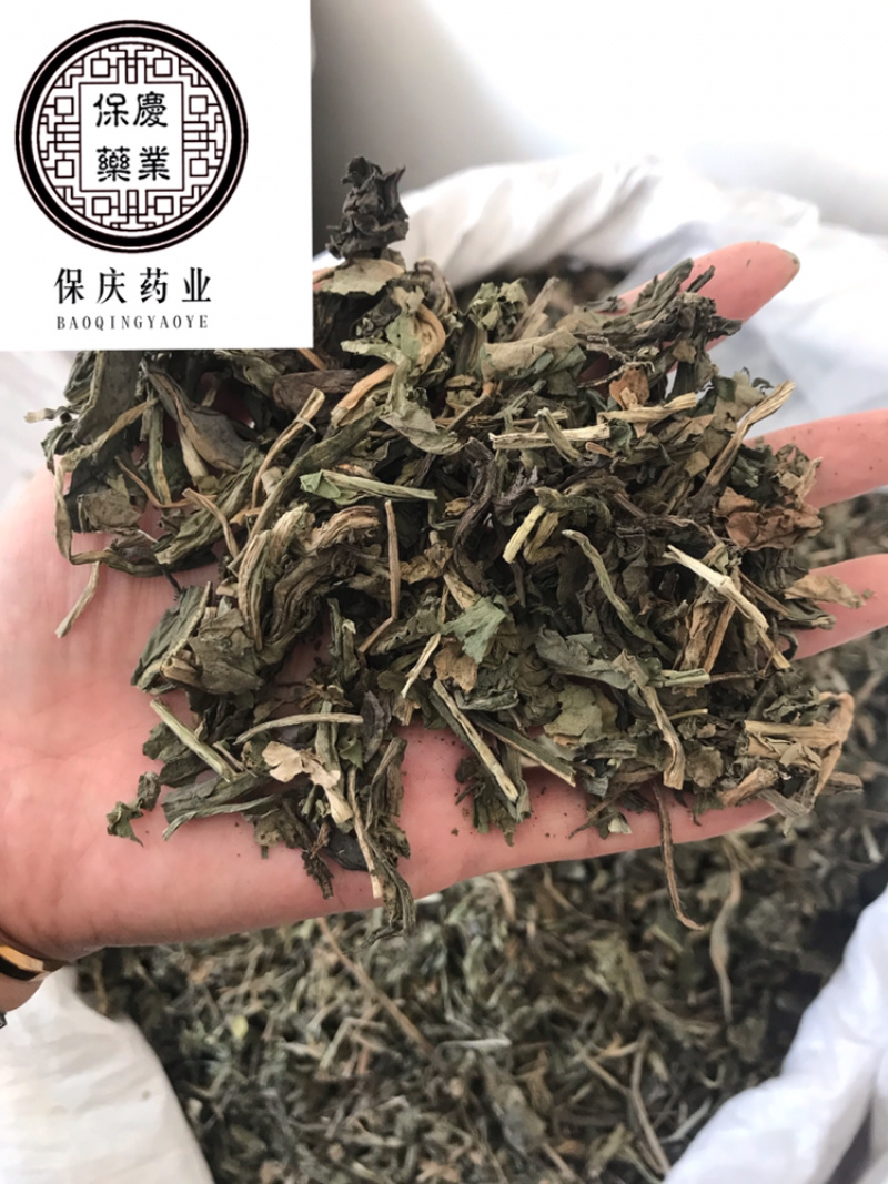 大青叶保庆药业批发大青叶实物拍摄大青叶