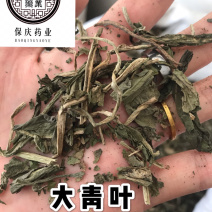 大青叶保庆药业批发大青叶实物拍摄大青叶