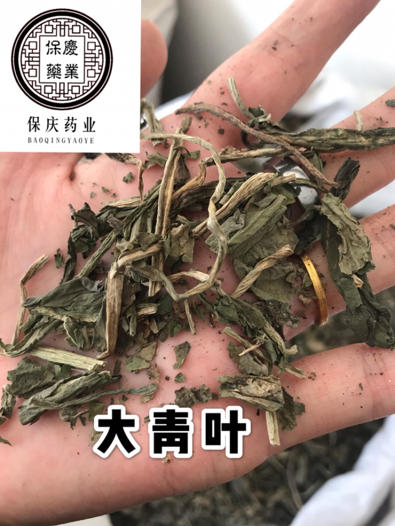 大青叶保庆药业批发大青叶实物拍摄大青叶