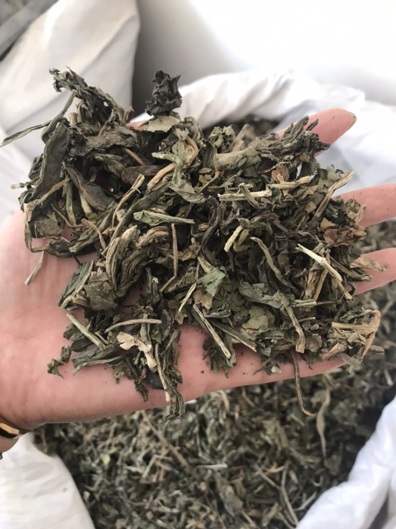 大青叶保庆药业批发大青叶实物拍摄大青叶