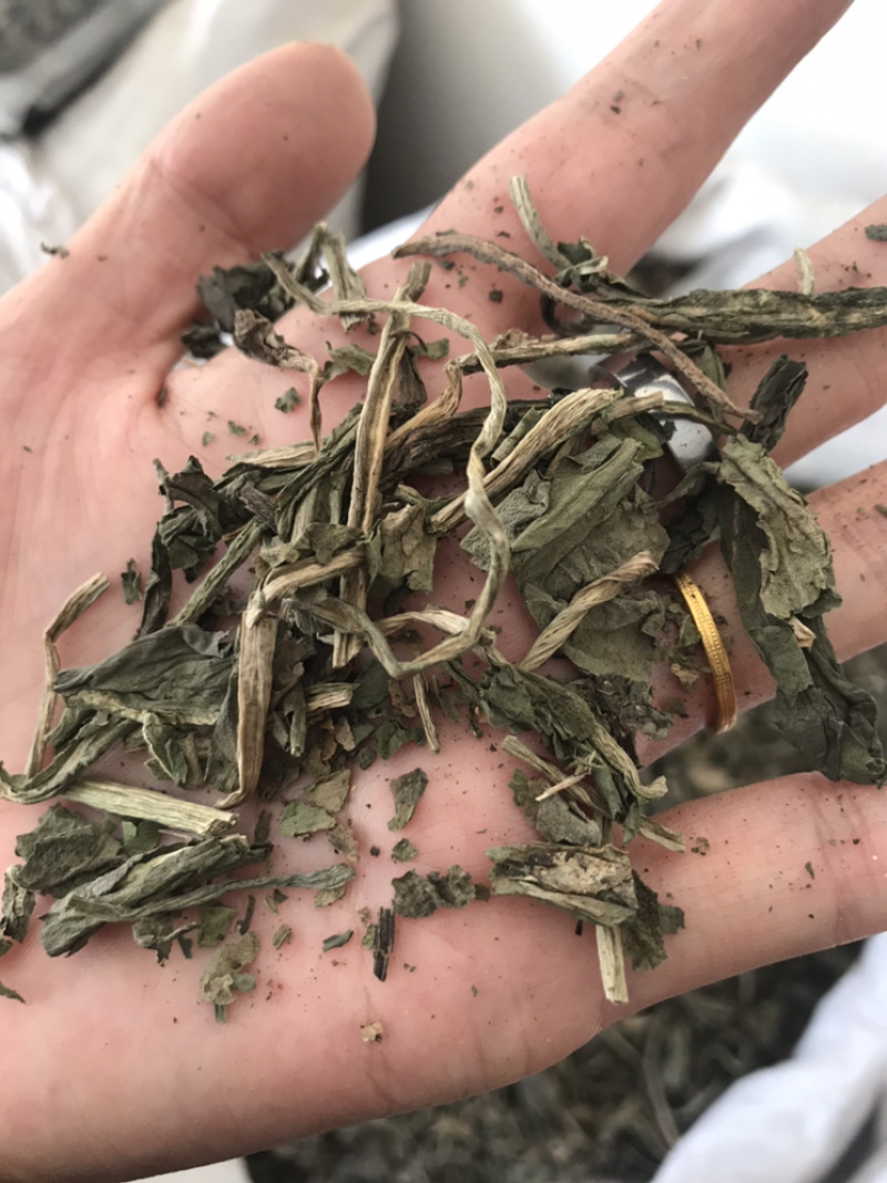 大青叶保庆药业批发大青叶实物拍摄大青叶