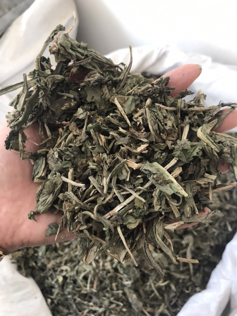 大青叶保庆药业批发大青叶实物拍摄大青叶