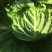 大白菜