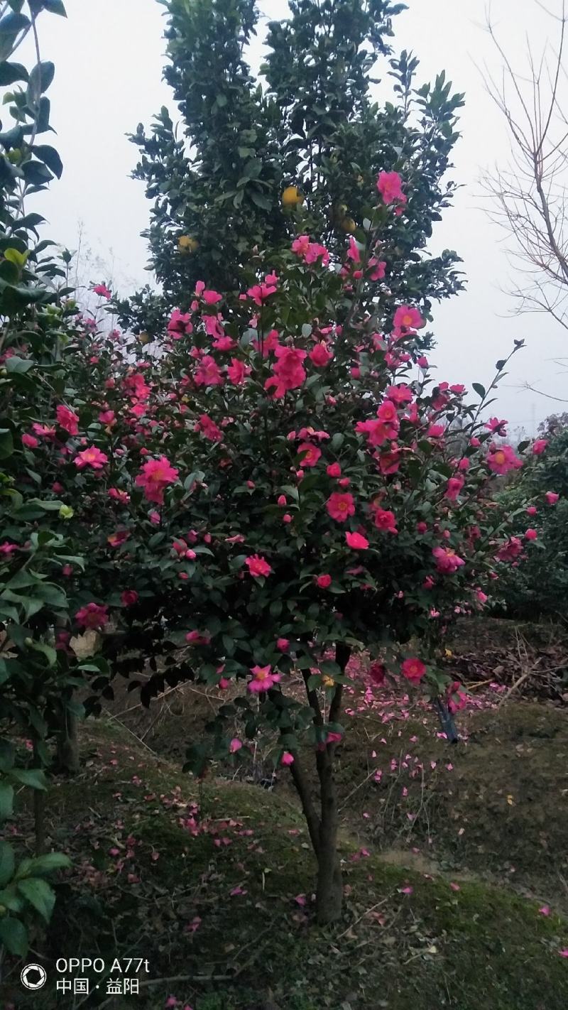 茶花各式品种颜色多彩