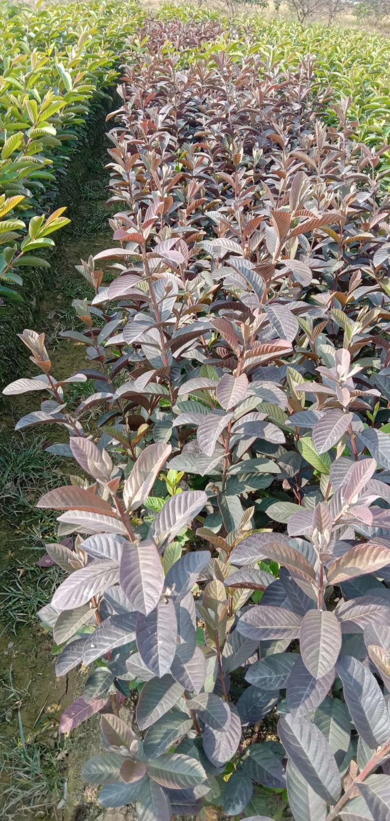 番石榴红叶红心番石榴树苗带土广西发货