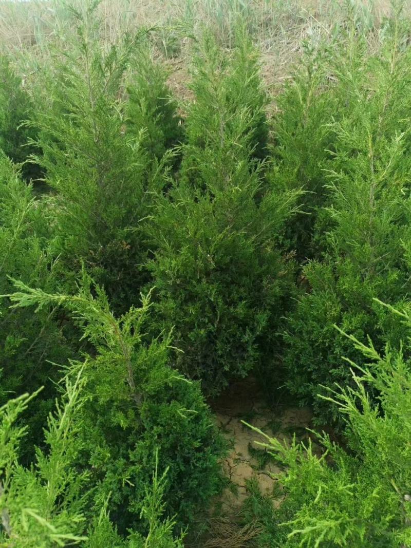 精品蜀侩农户自己的货源充足。自己家的，价格合理