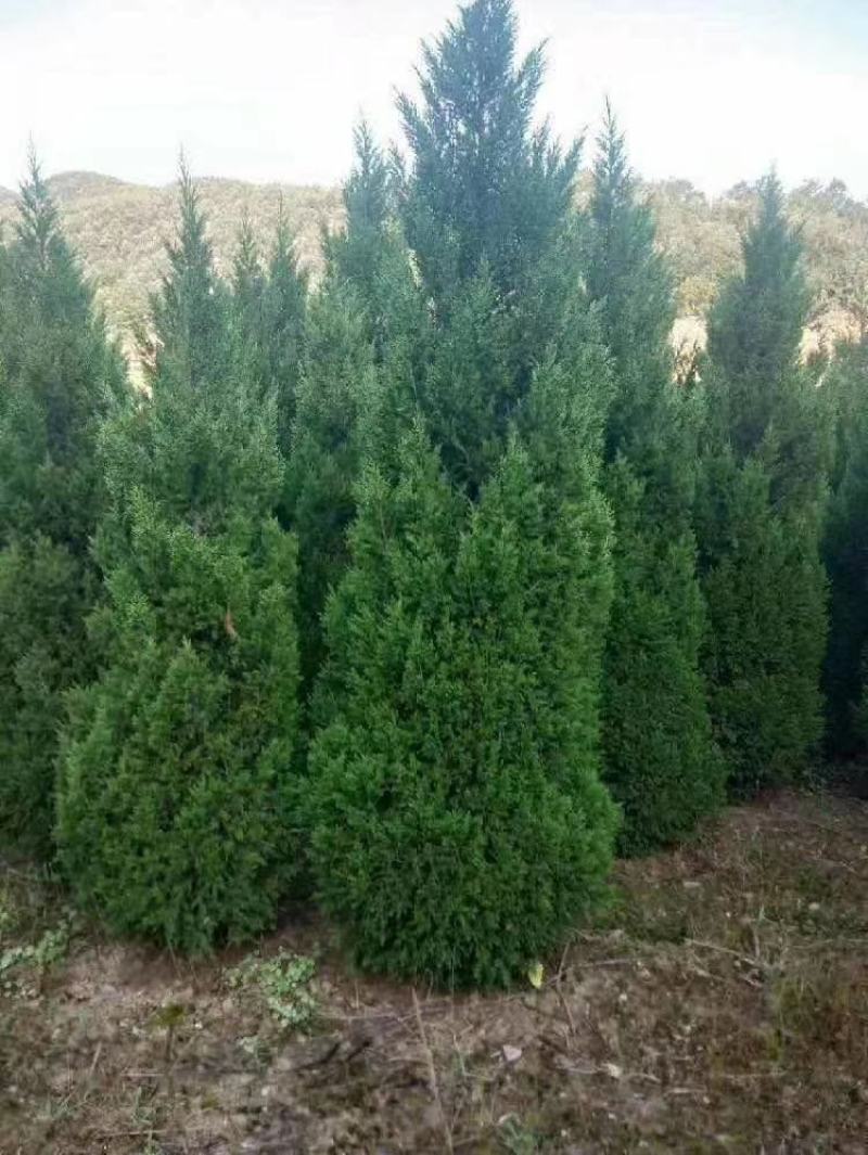 精品蜀侩农户自己的货源充足。自己家的，价格合理