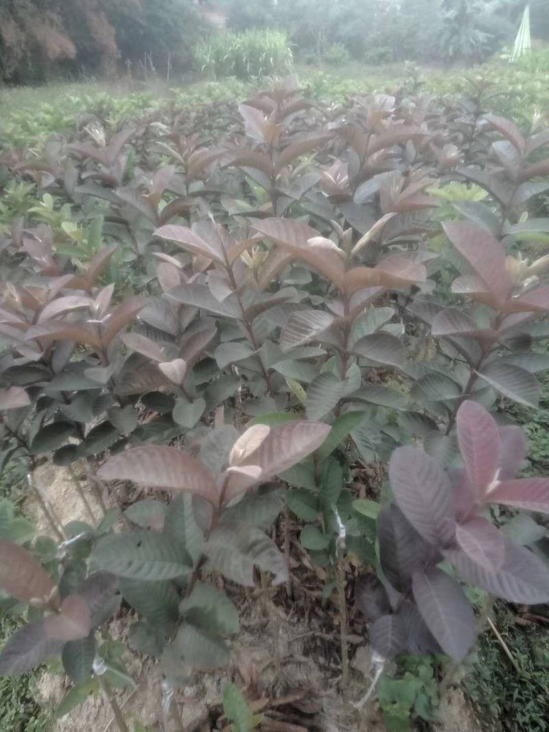 番石榴红叶红心番石榴树苗带土广西发货