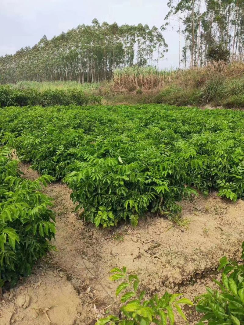 黄皮果树苗黑黄皮苗带土南方种植