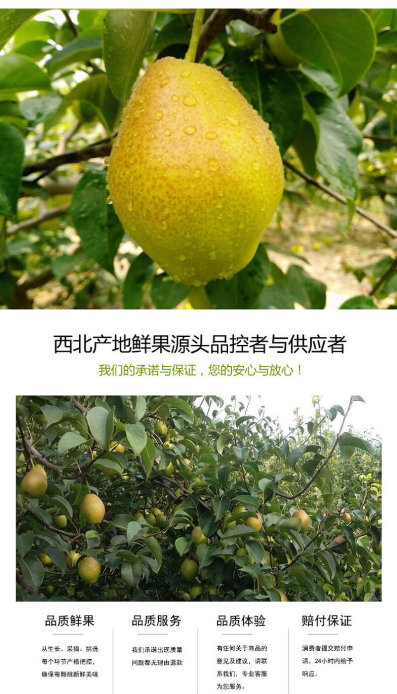 精品陕西红香酥梨五斤十斤包邮支持一件代发媲美库尔勒香梨