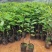 凤梨释迦果苗番荔枝苗正品嫁接苗