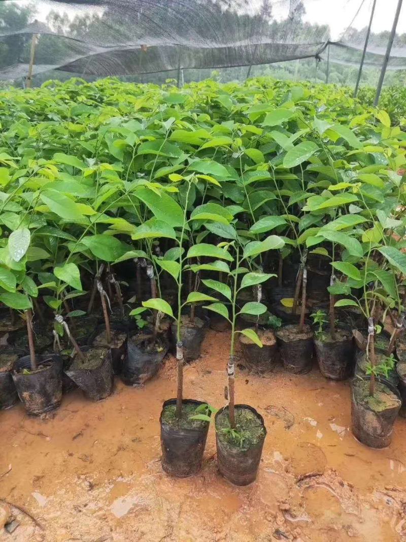凤梨释迦果苗番荔枝苗正品嫁接苗