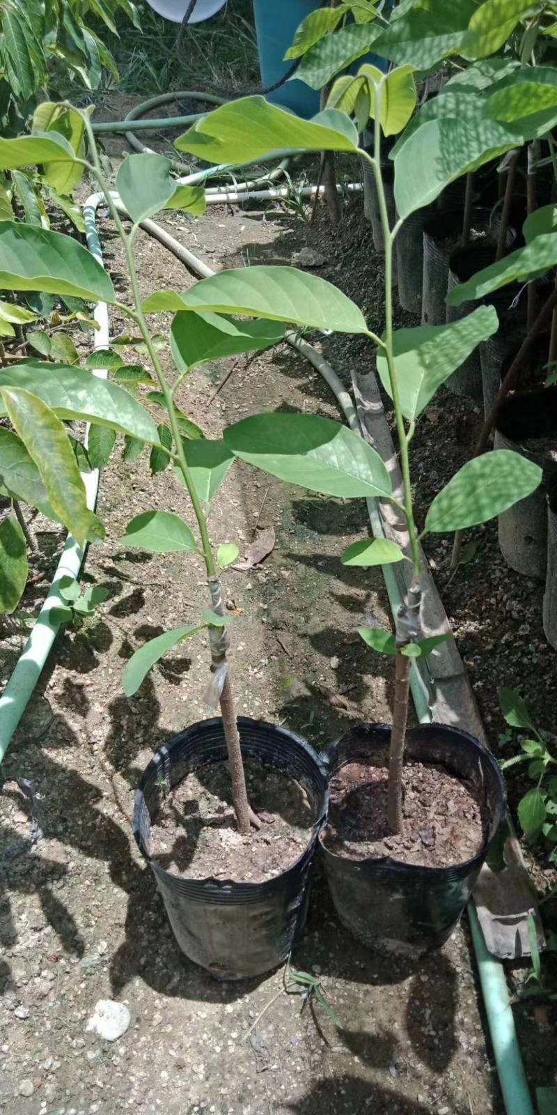 凤梨释迦果苗番荔枝苗正品嫁接苗