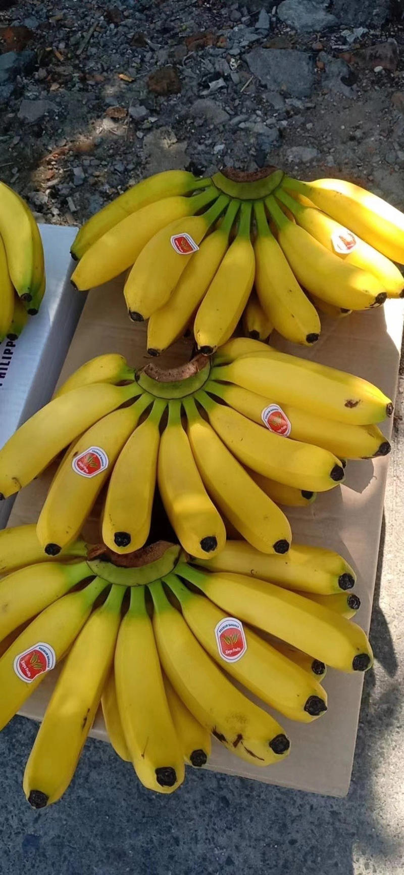 【精品】索菲亚香蕉进口索菲亚常年有货，吃口甜懦支持预定！