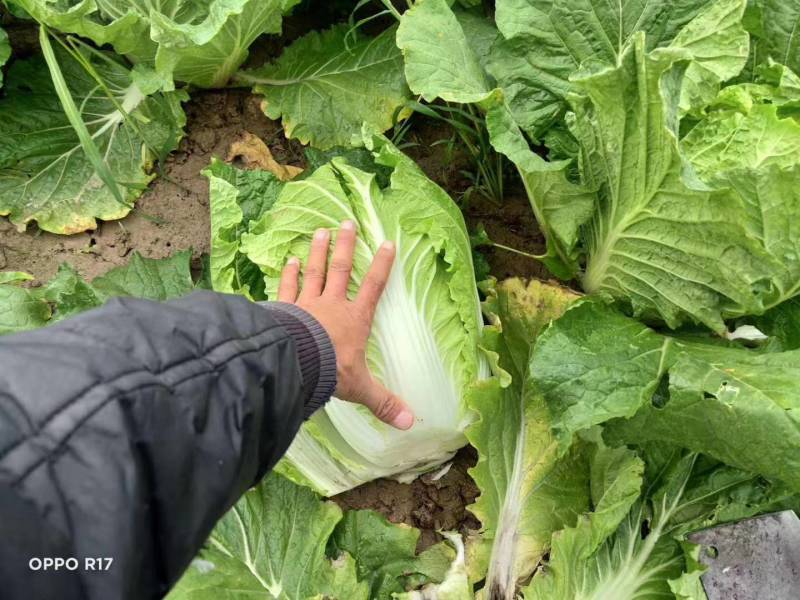 湖北钟祥万亩白菜基地大量供应商超档口各大市场