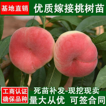 新品种美国红蟠桃果树苗盆栽地栽南北方种植当年结果果树苗