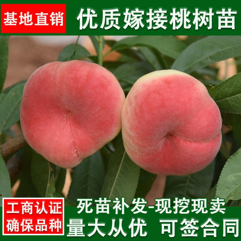 新品种美国红蟠桃果树苗盆栽地栽南北方种植当年结果果树苗
