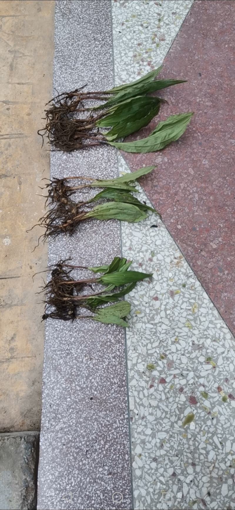 毛慈菇苗，规格苗，统货，块茎。