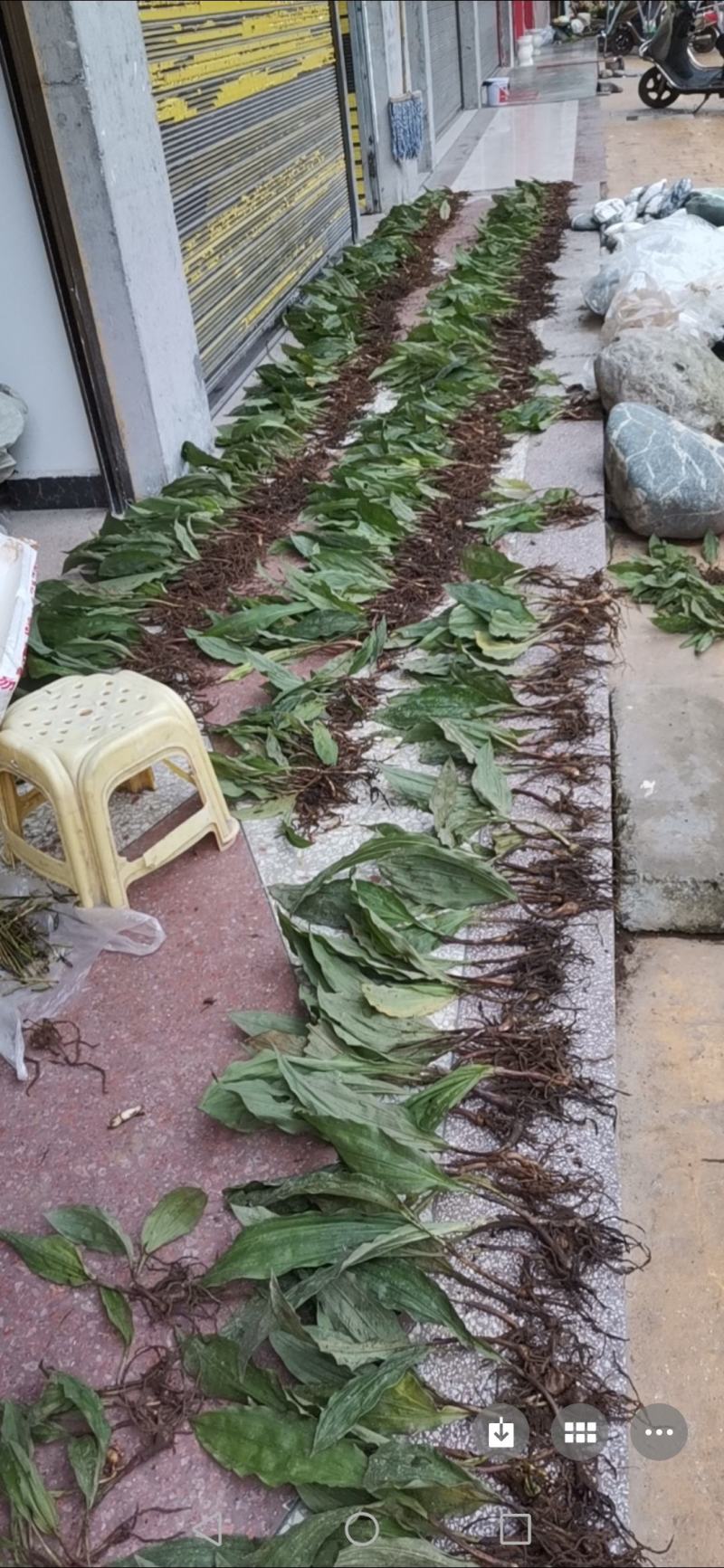 毛慈菇苗，规格苗，统货，块茎。