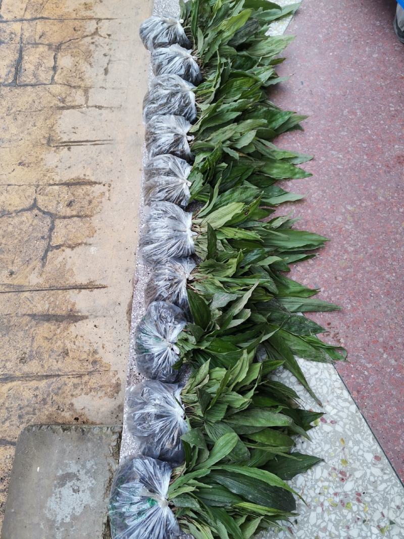 毛慈菇苗，规格苗，统货，块茎。
