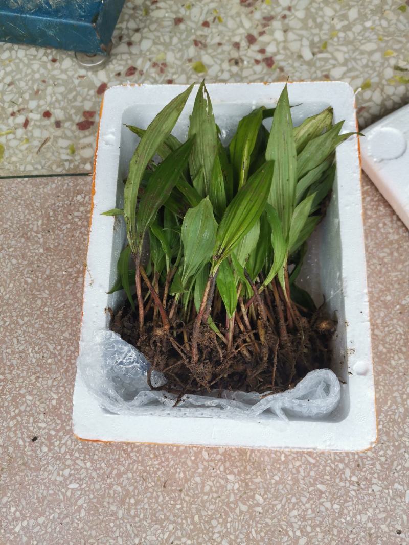 毛慈菇苗，规格苗，统货，块茎。