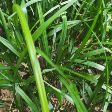 吉祥草深山老林纯野生，体态好！易成活！