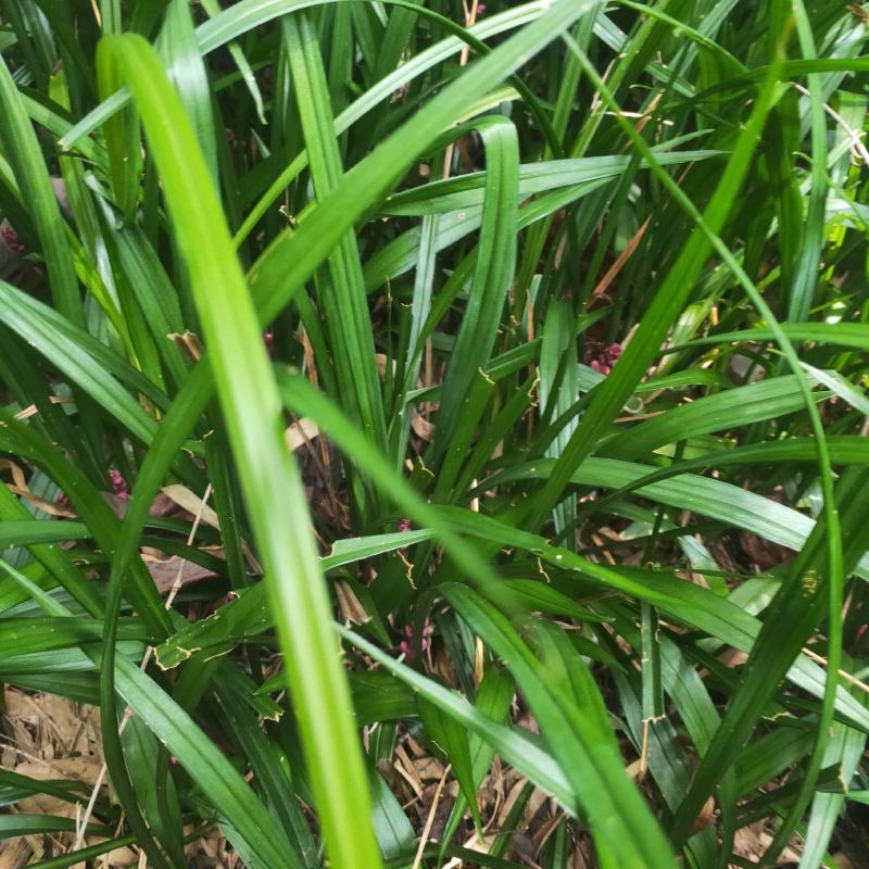 吉祥草深山老林纯野生，体态好！易成活！