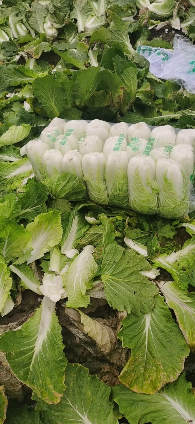 湖北高山反季节大白菜山地黄金基地直供