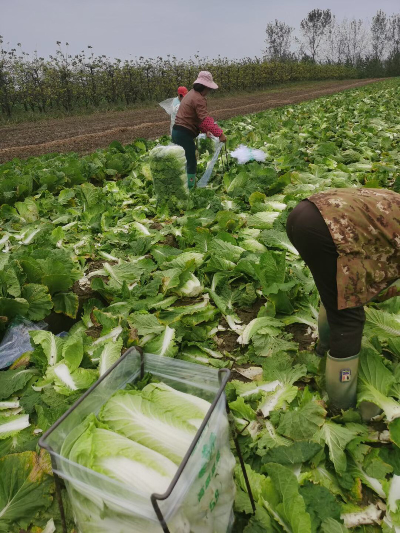 湖北高山反季节大白菜山地黄金基地直供