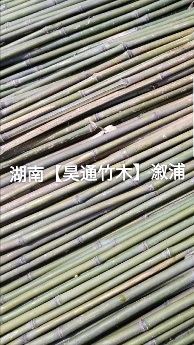 湘西雪峰山菜架竹、竹竿、竹架条、白竹、水竹