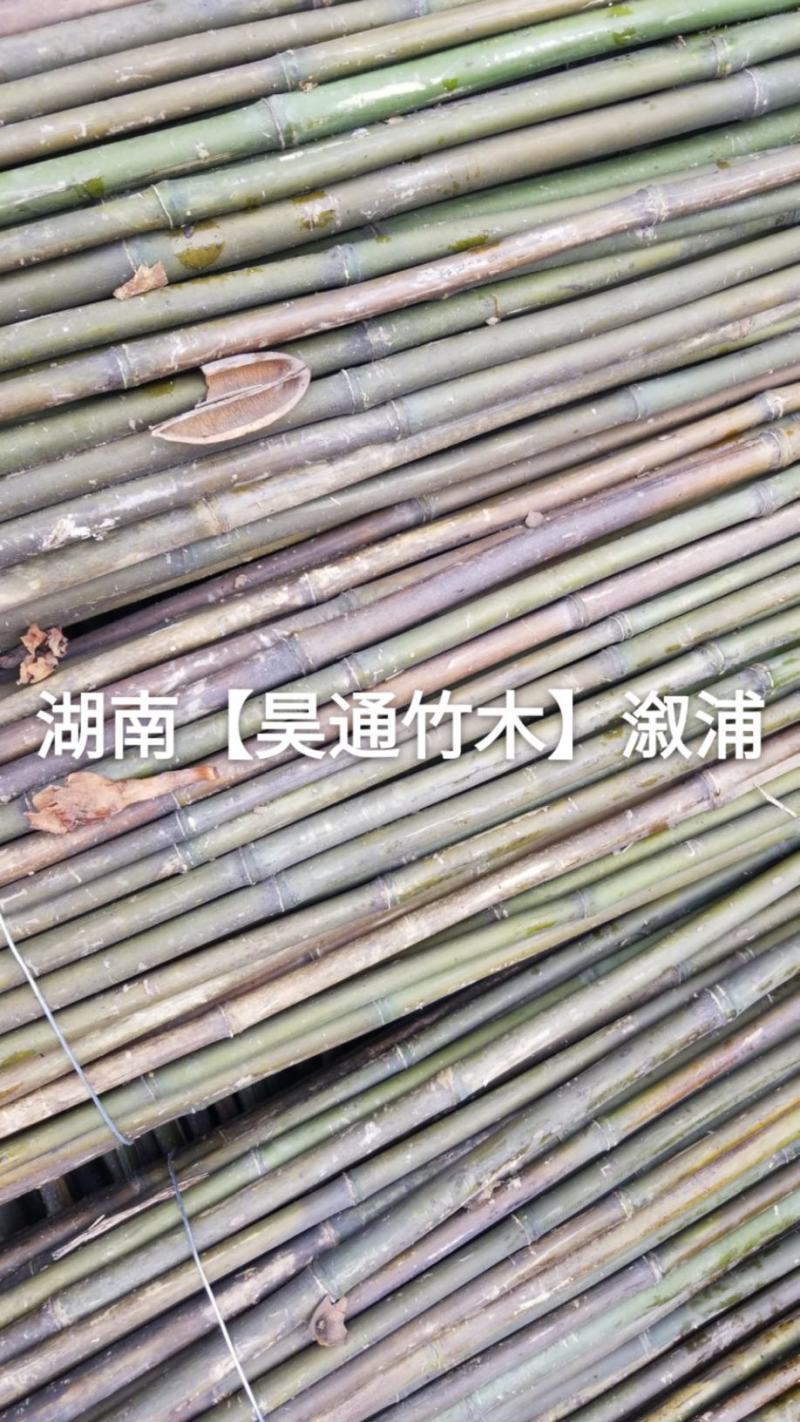 湘西雪峰山菜架竹、竹竿、竹架条、白竹、水竹