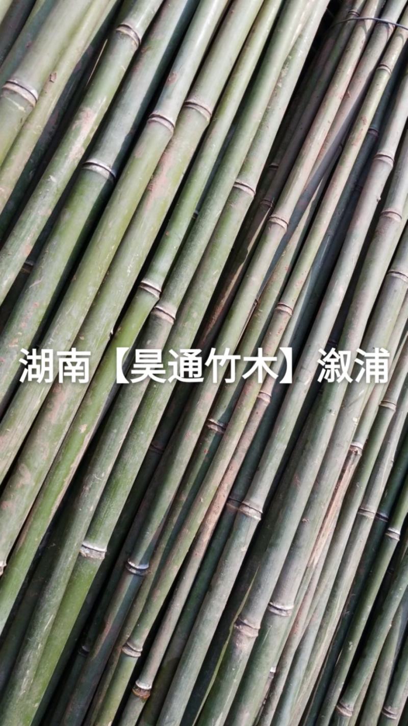 湘西雪峰山菜架竹、竹竿、竹架条、白竹、水竹