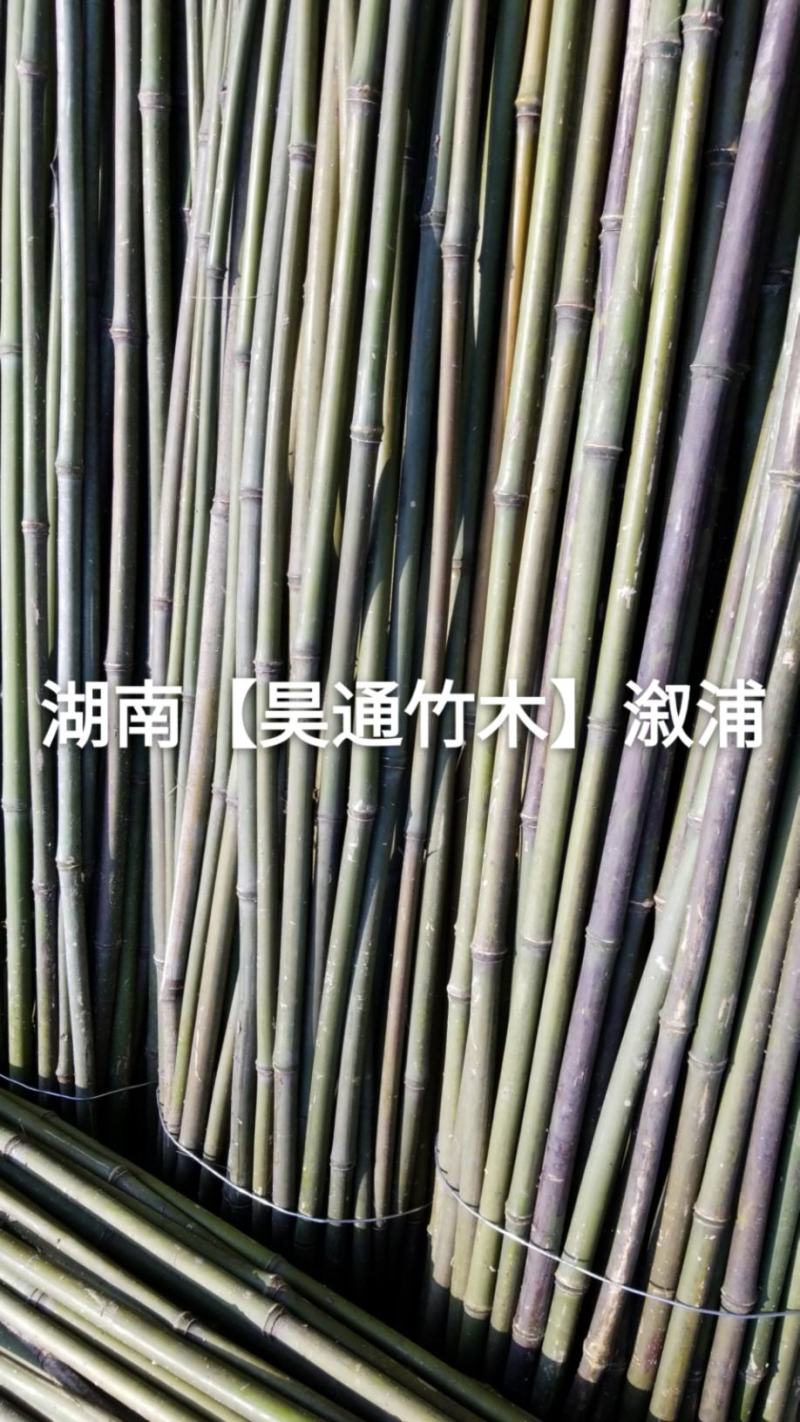 湘西雪峰山菜架竹、竹竿、竹架条、白竹、水竹