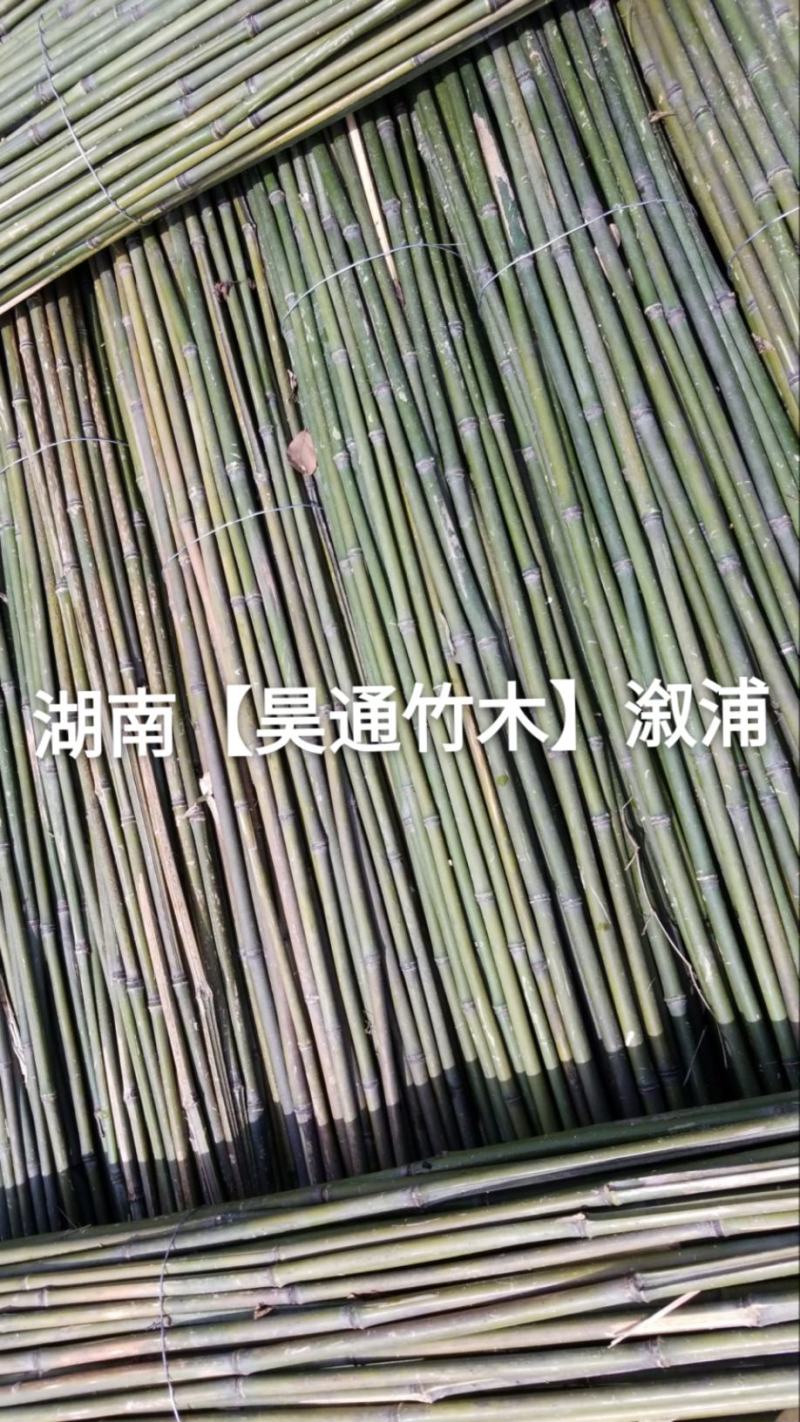 湘西雪峰山菜架竹、竹竿、竹架条、白竹、水竹