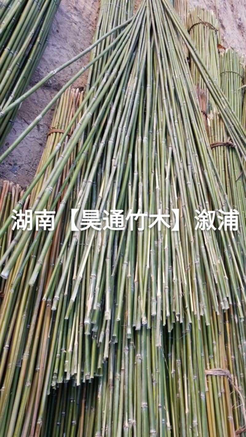 湘西雪峰山菜架竹、竹竿、竹架条、白竹、水竹