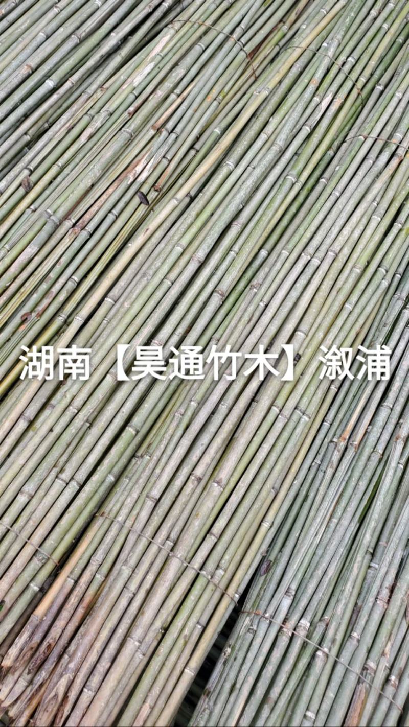 湘西雪峰山菜架竹、竹竿、竹架条、白竹、水竹