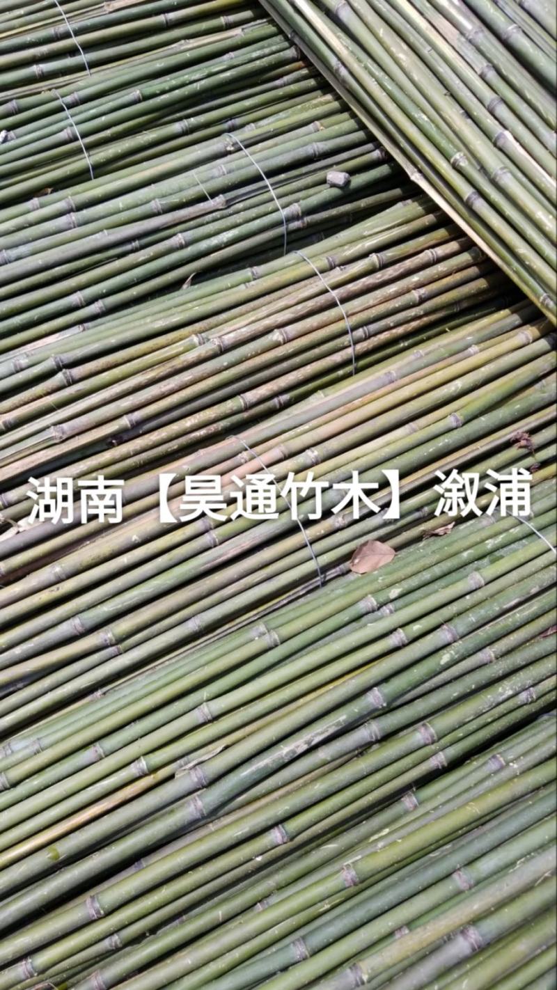 湘西雪峰山菜架竹、竹竿、竹架条、白竹、水竹