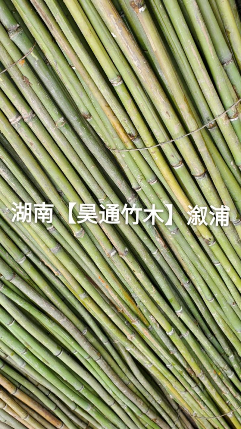 湘西雪峰山菜架竹、竹竿、竹架条、白竹、水竹