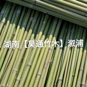 湘西雪峰山菜架竹、小竹竿、竹架条、金竹、铁竹