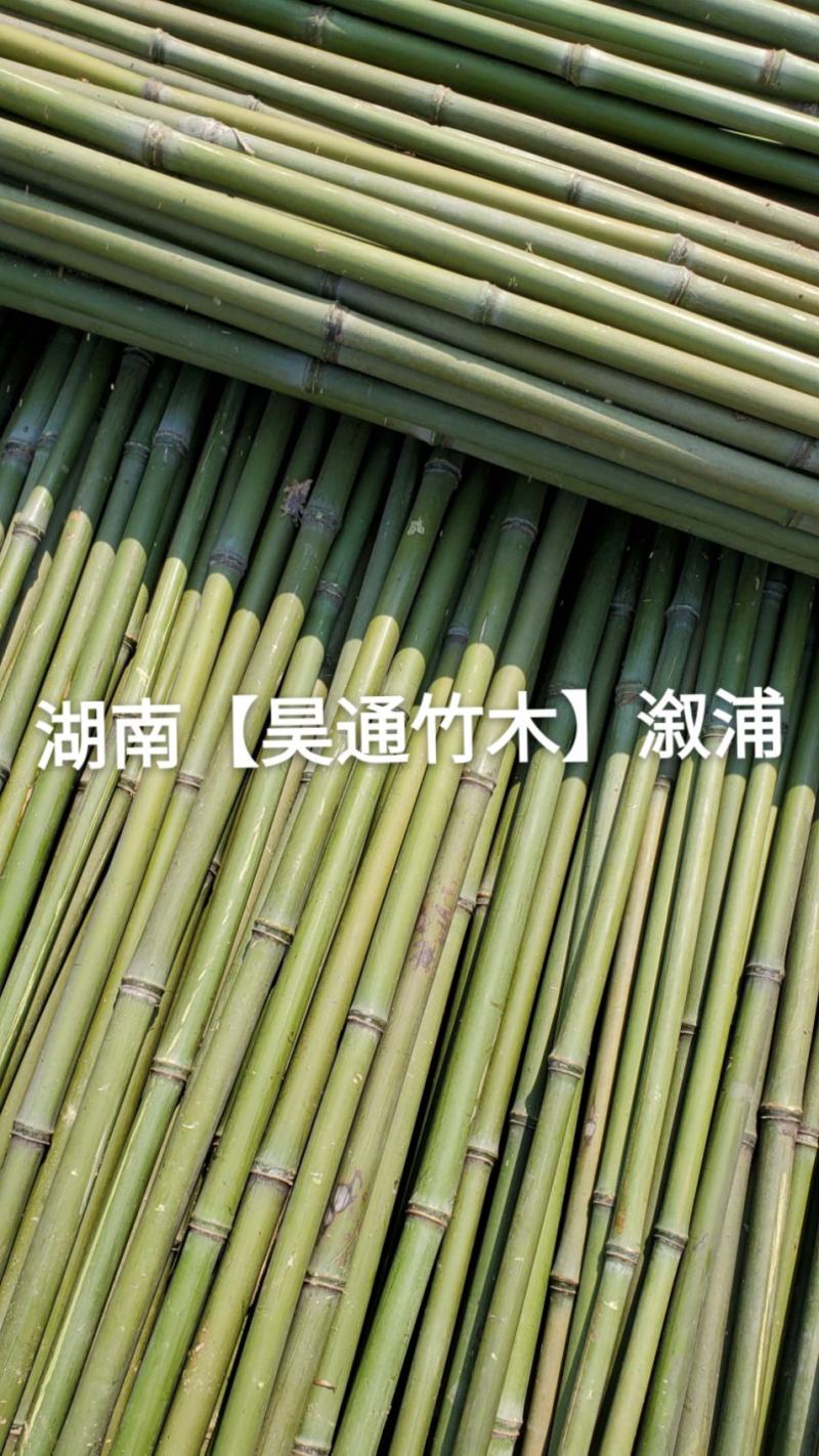 湘西雪峰山菜架竹、小竹竿、竹架条、金竹、铁竹