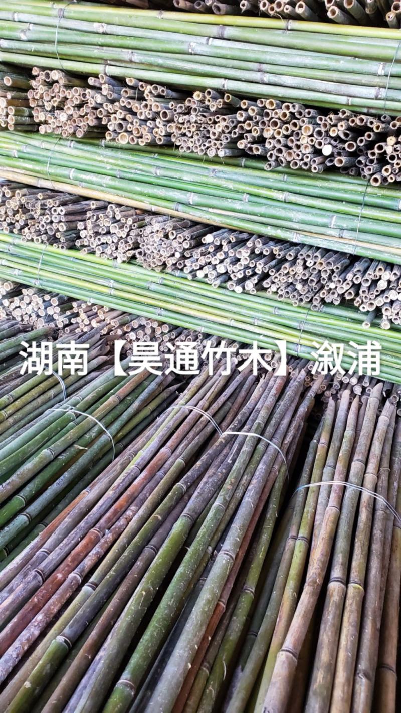 湘西雪峰山菜架竹、小竹竿、竹架条、金竹、铁竹